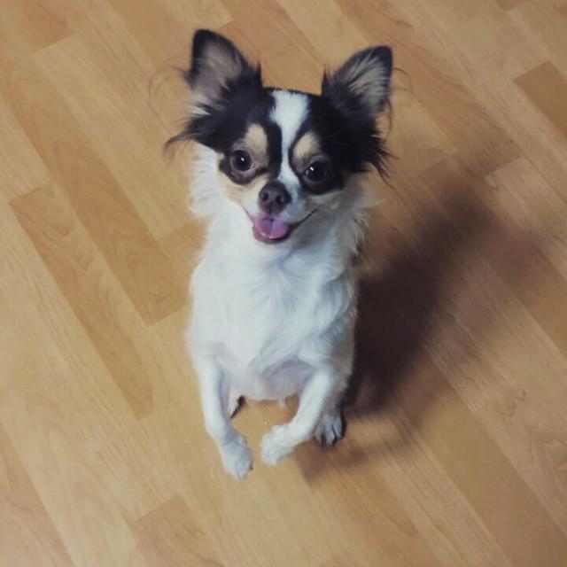 打造與寵物“毛孩子”的共同居所，讓家居設(shè)計(jì)更顯溫暖的陪伴